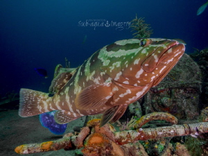 Nassau Grouper on the Ray of Hope bow by Jan Morton 
